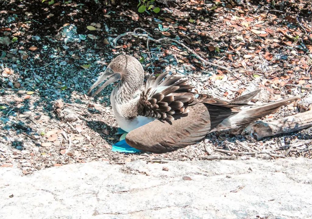 Blue Footed Boobie with Two Eggs