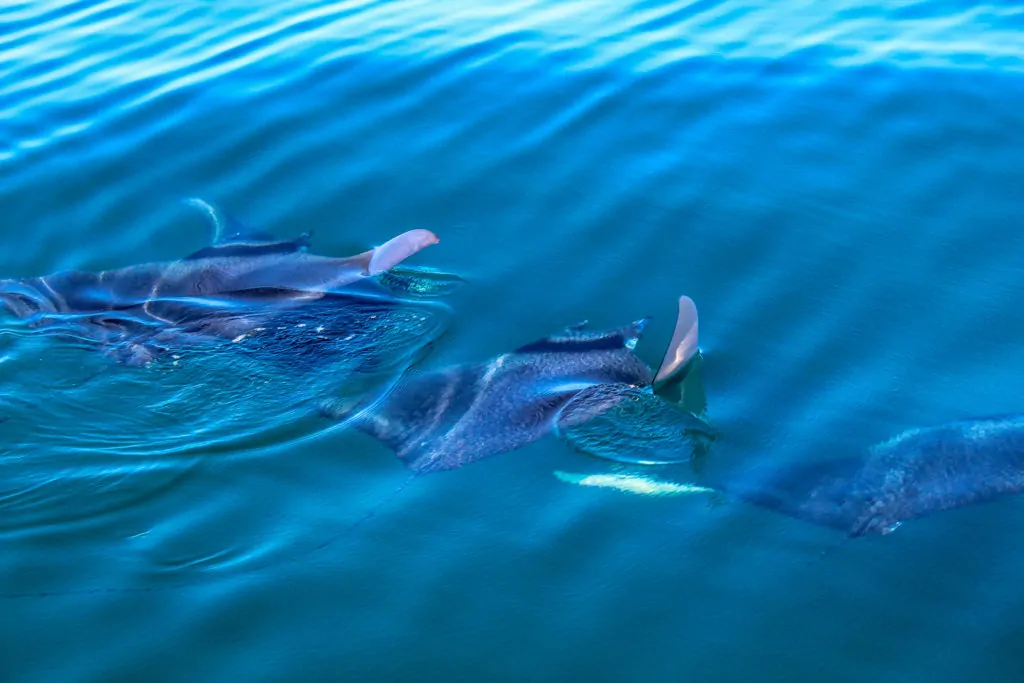 Manta Rays in the ocean