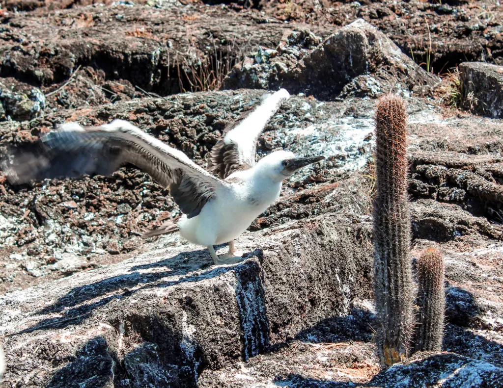 Baby Blue Footed Boobie