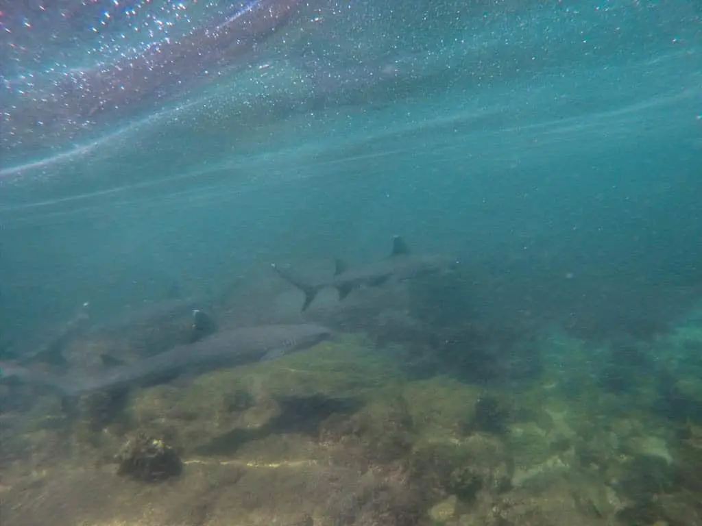 Galapagos White Tip Sharks