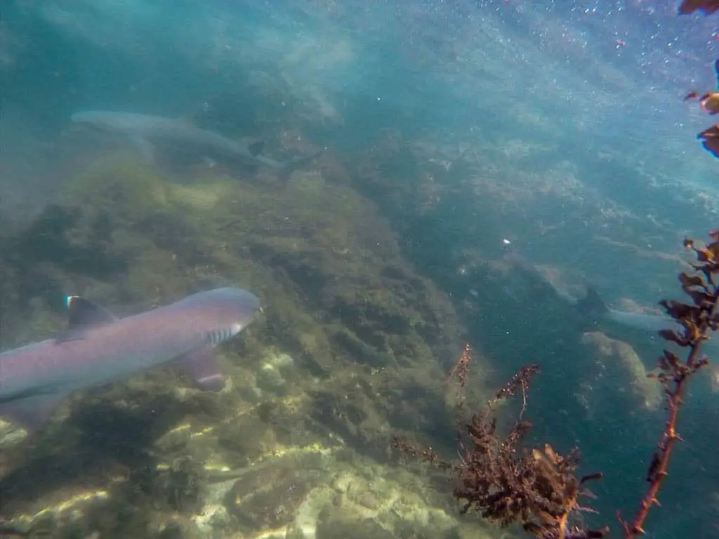 Snorkelling with Galapagos Sharks