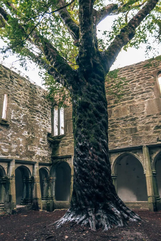 The Yew Tree in Muckross Abbey