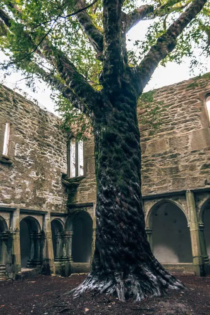 The Yew Tree in Muckross Abbey