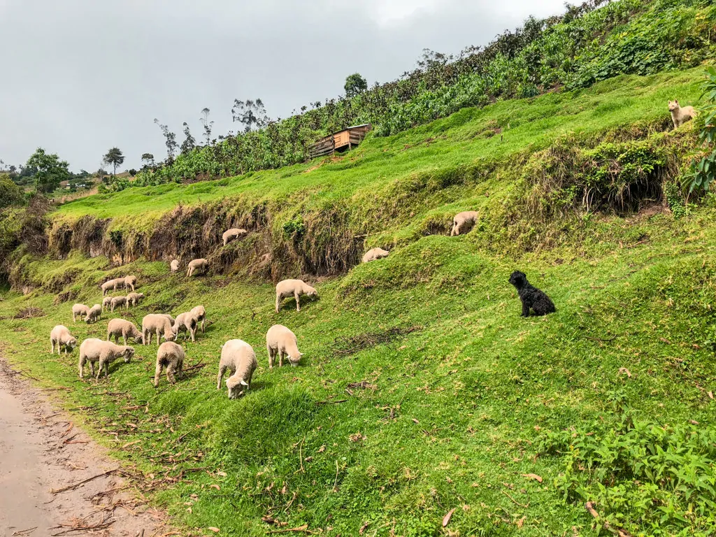 a puppy with sheep on the side of the road