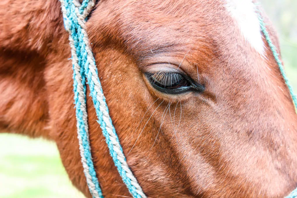 Beautiful eye of a horse on the quilotoa trek