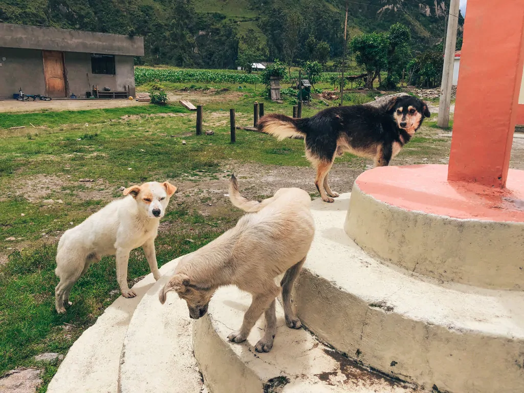 Three puppies on the quilotoa trek!