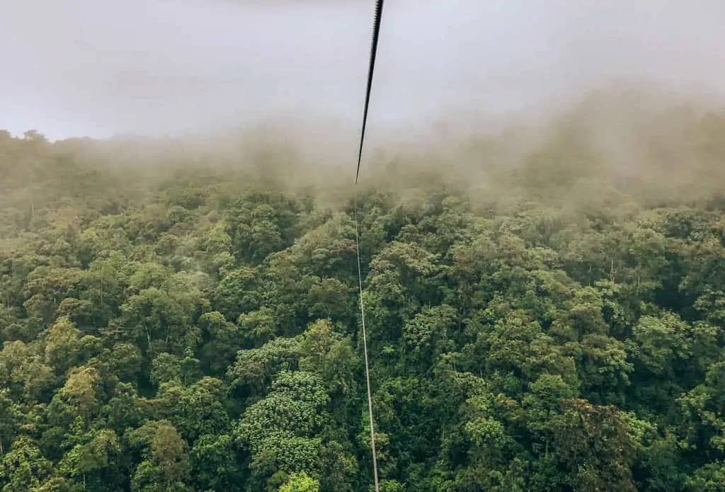 view of the cloud forest from the cable car