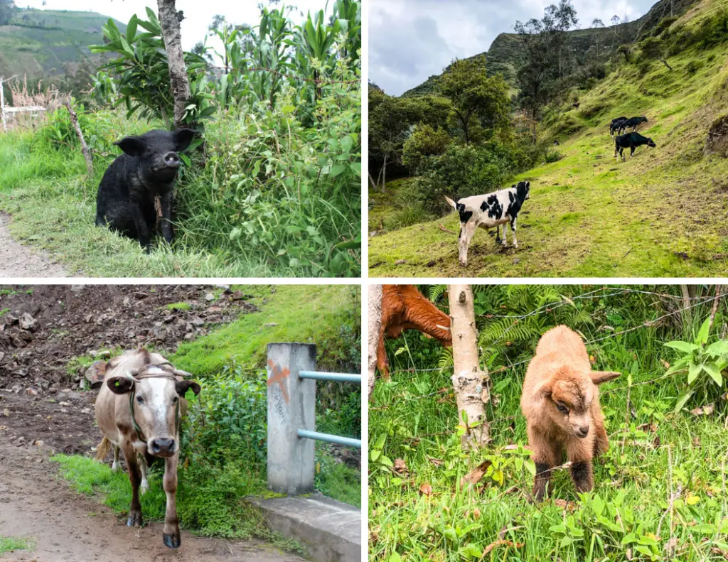 Animals of the quilotoa loop