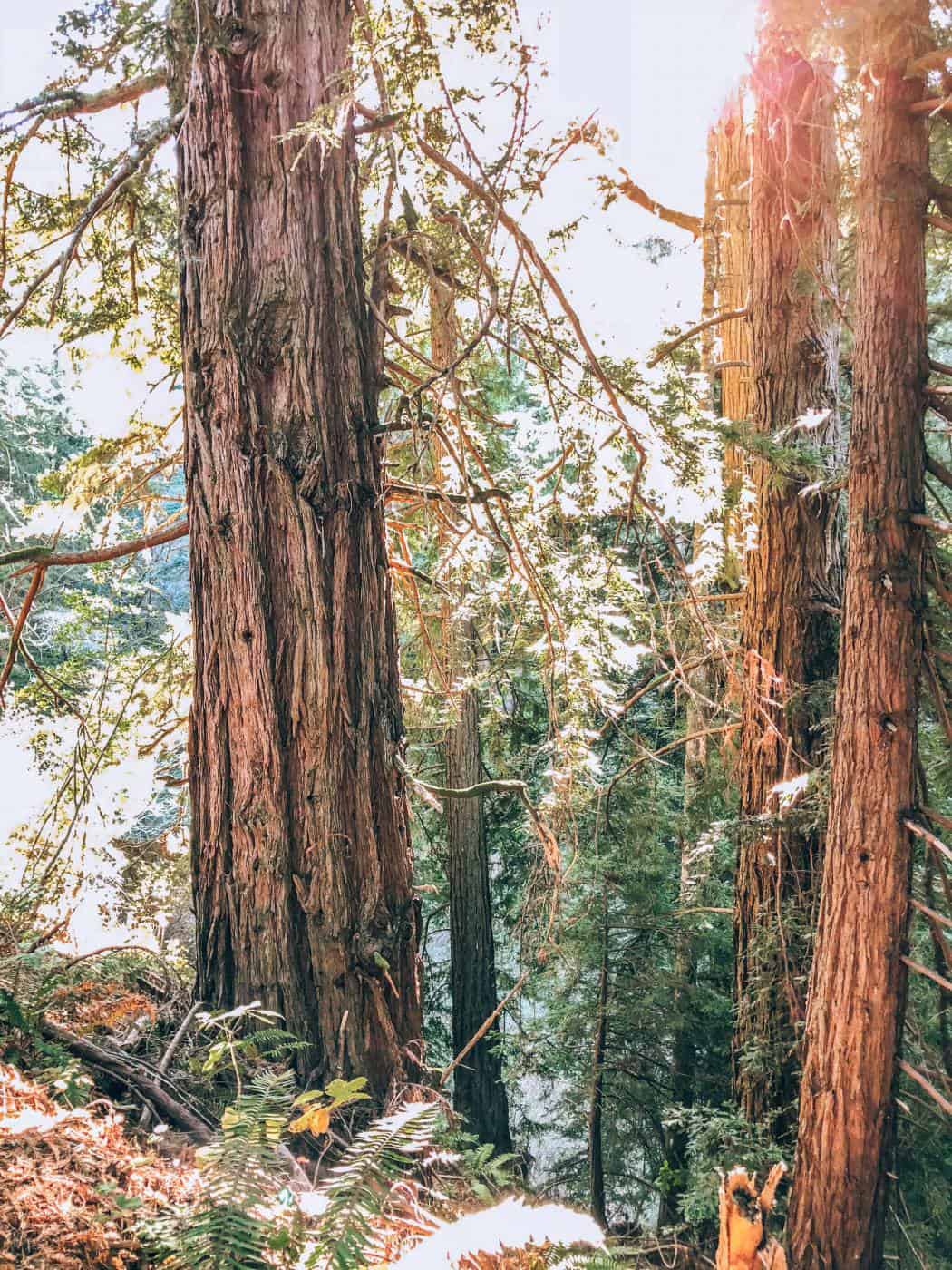 Giant Redwoods