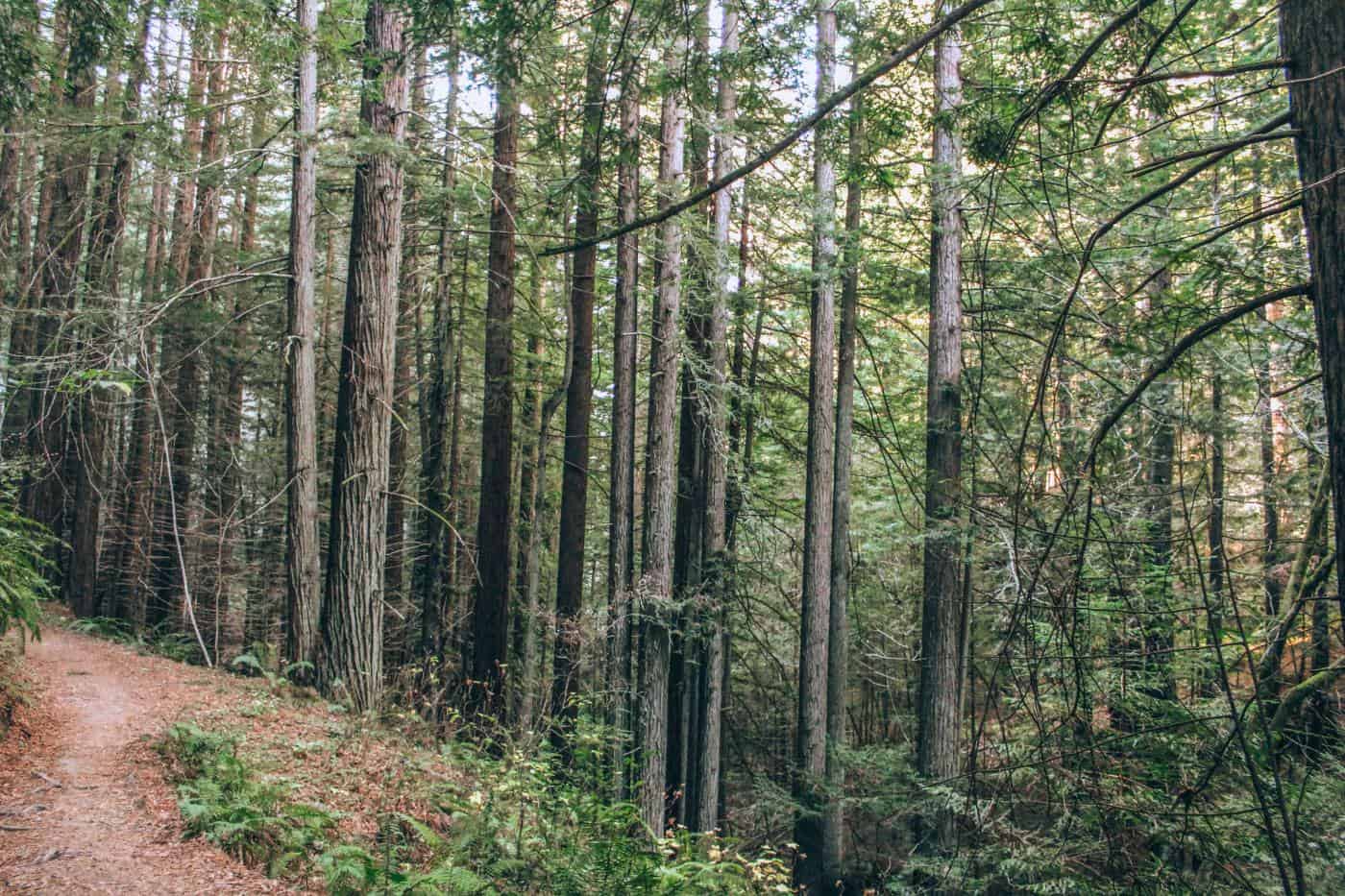 Redwood Grove