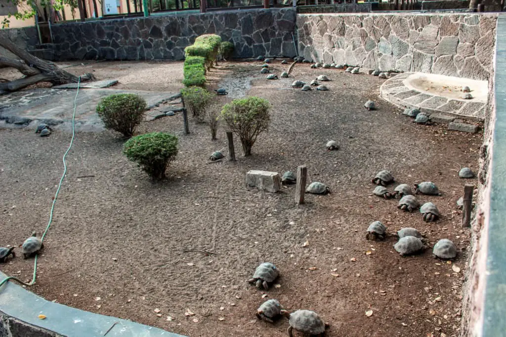 baby giant tortoises on Isla Isabela - it's free to visit them on the Galapagos