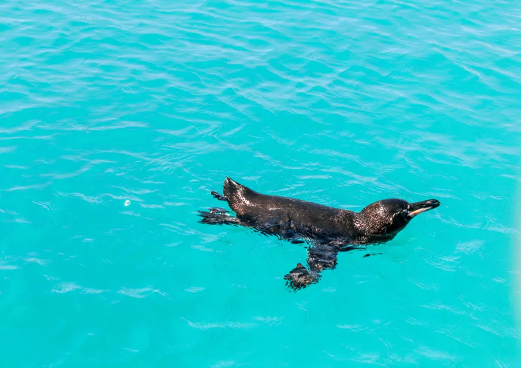 penguin swimming on Isla Isabela Galapagos Islands
