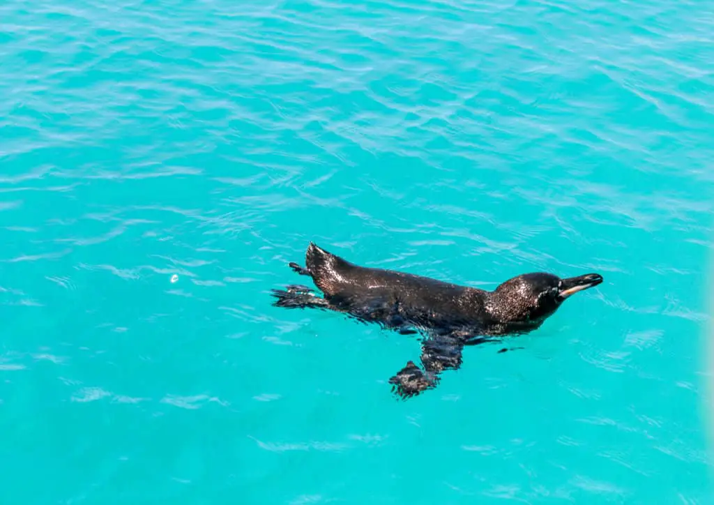 penguin swimming on Isla Isabela Galapagos Islands