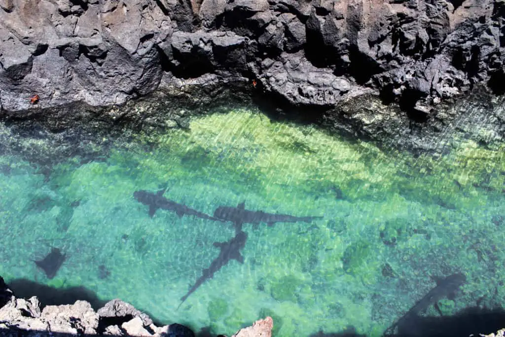 Sharks and a manta ray resting at Los Tintoreras on Isabela Island on the Galapagos Islands