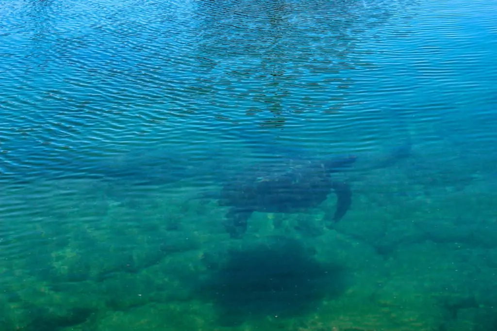 Sea turtle swimming in the Galapagos Islands.