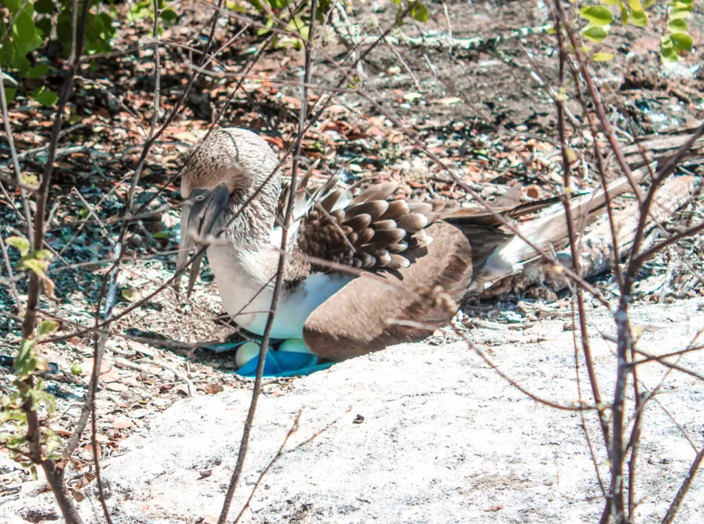 Blue Footed Booby with Eggs on the Los Tuneles Isla Isabela Galapagos