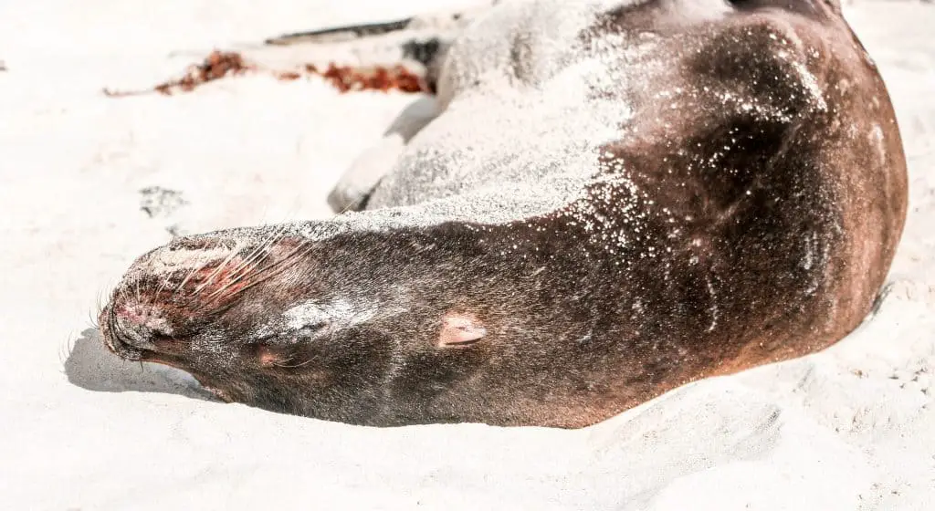 A sea lion relaxing on the Galapagos Islands