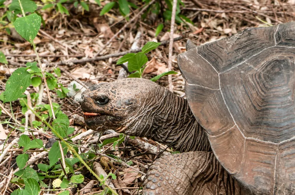 the well camoflauged giant tortoises on San Cristobal Galapagos Islands