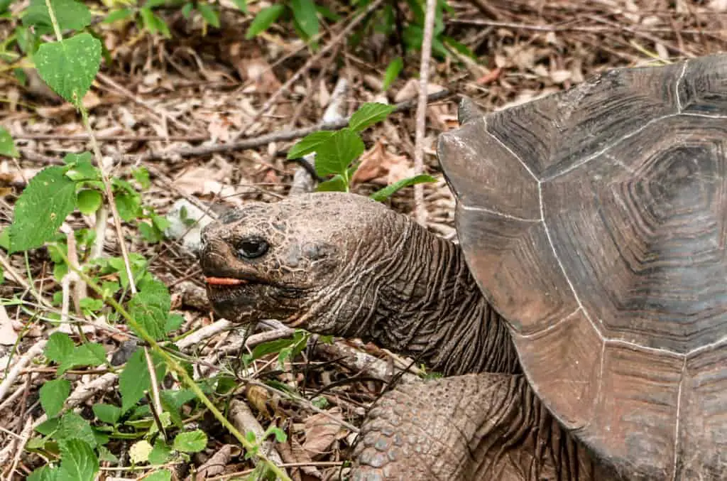 Giant Tortoise on the Galapagos Islands.