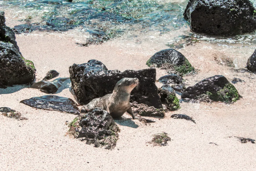 Seal Pup on Punta Playa Carola San Cristobal Galapagos Islands