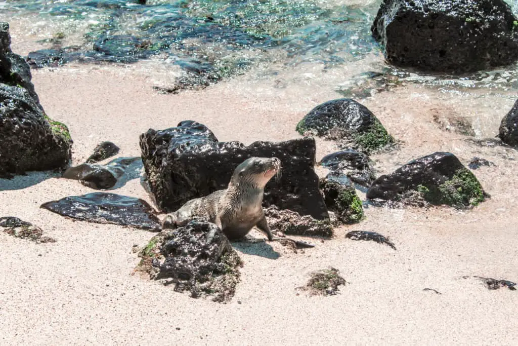 Seal Pup on Punta Playa Carola