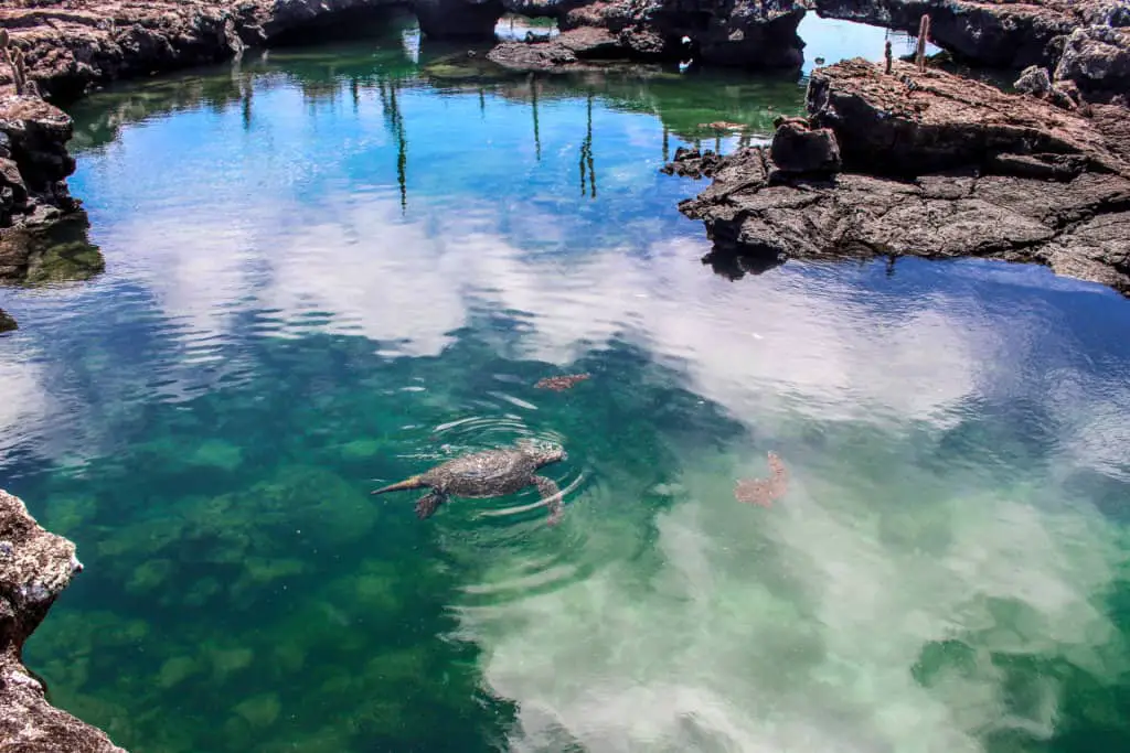 Sea turtle swimming at Lost Tuneles on Isabela Island.