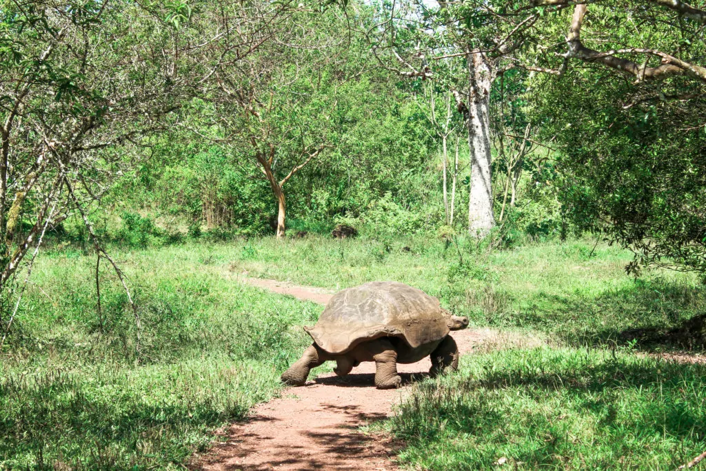 plan to see the Giant Tortoises on the Galapagos Islands