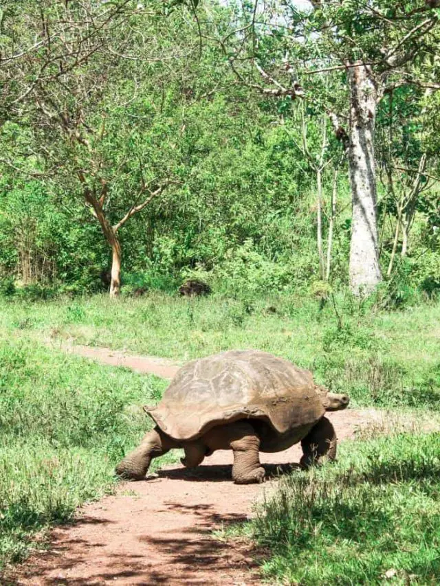 Galapagos Islands Itinerary Story