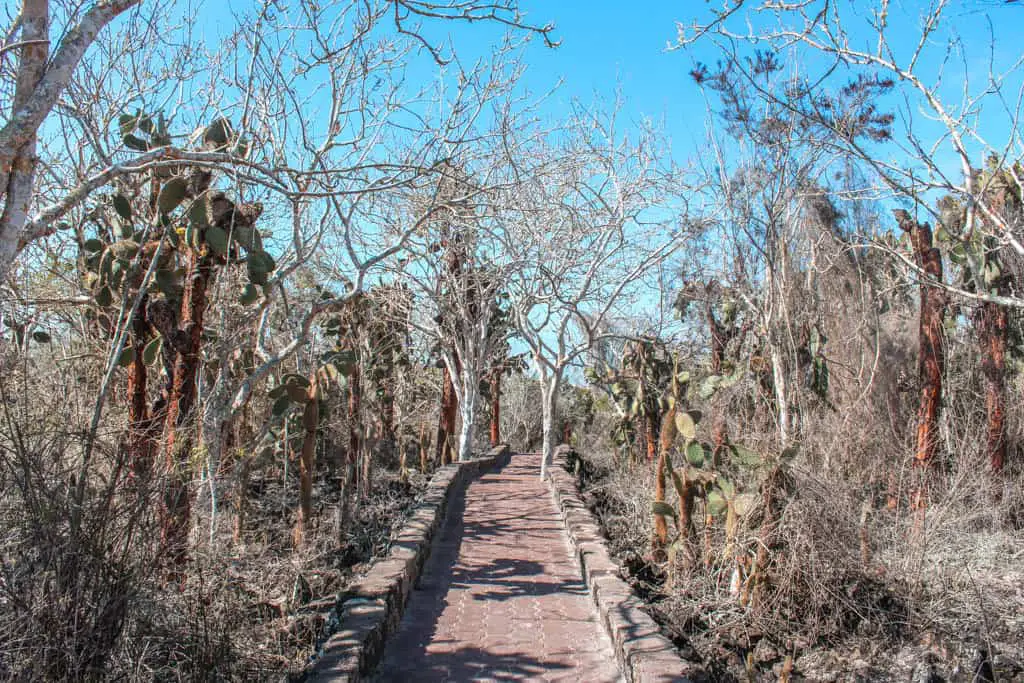 Cobblestone Path to Tortuga Bay with Cacti: Walking to Tortuga Bay on the Galapagos is FREE!