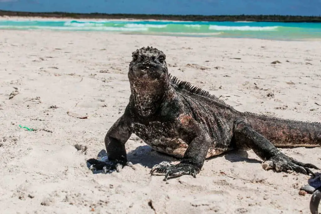 marine iguana on the Galapagos Islands