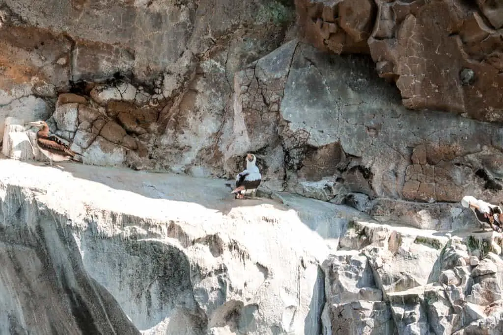 Nazca Boobies on Kicker Rock San Cristobal Galapagos Islands