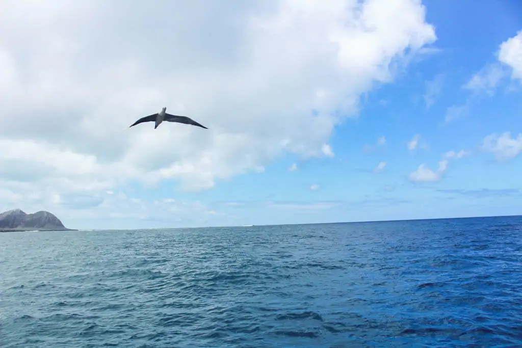 Red Footed Boobie on the Kicker Rock tour