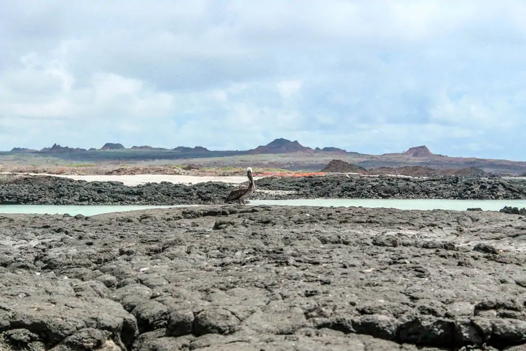 A stop on the 360 tour to Kicker Rock Galapagos