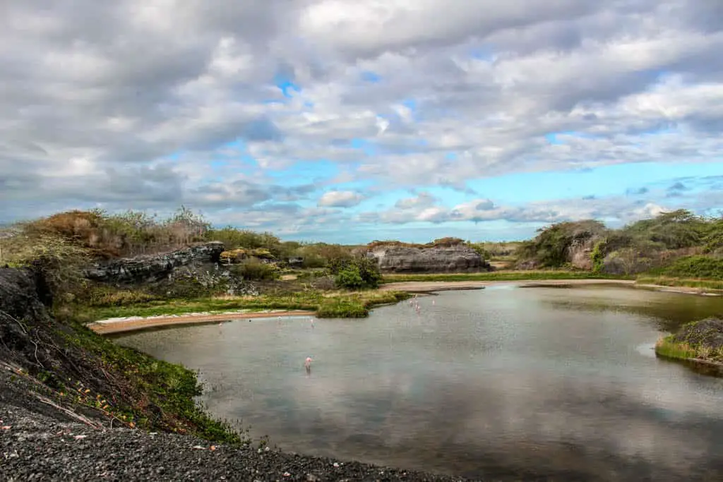 Galapagos on a budget: Check out Flamingo Lake