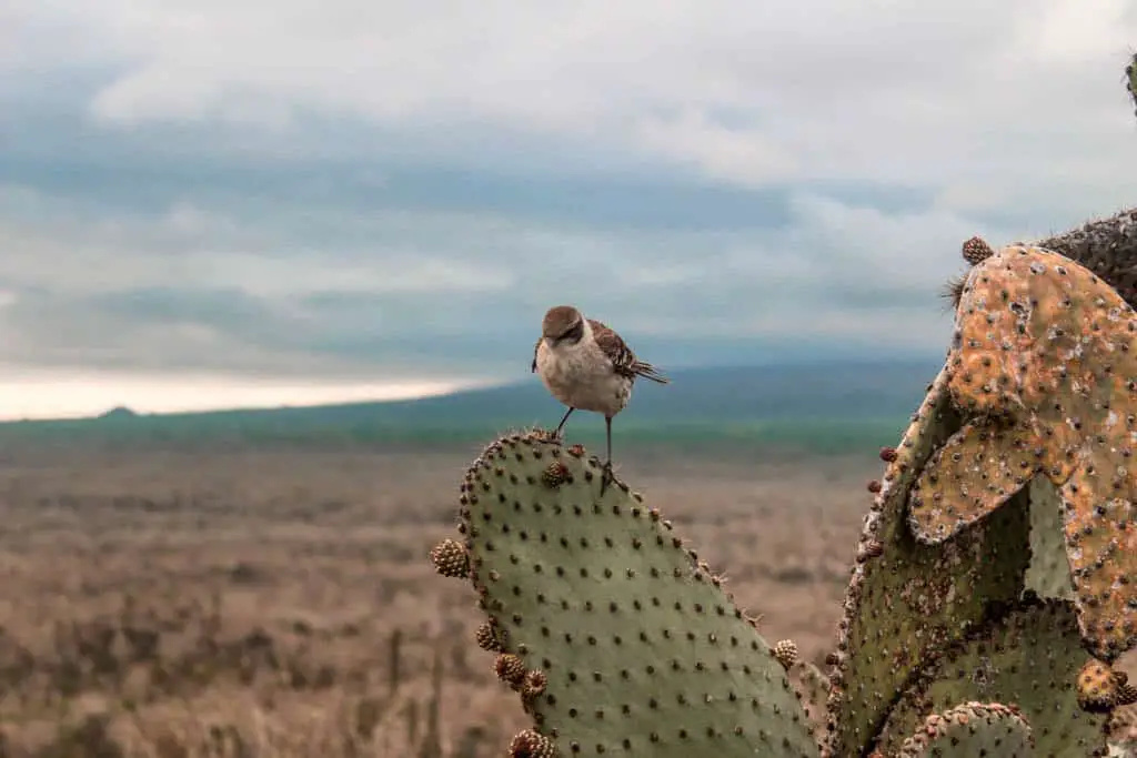 one of Darwin's finches on the Galapagos Islands