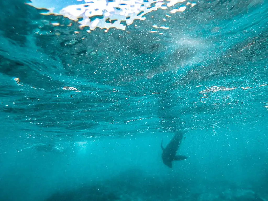 Sea Lion Swimming at Concha De Perla on Isabela Island Galapagos