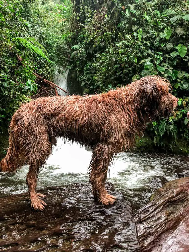 a local pup as my hiking companion