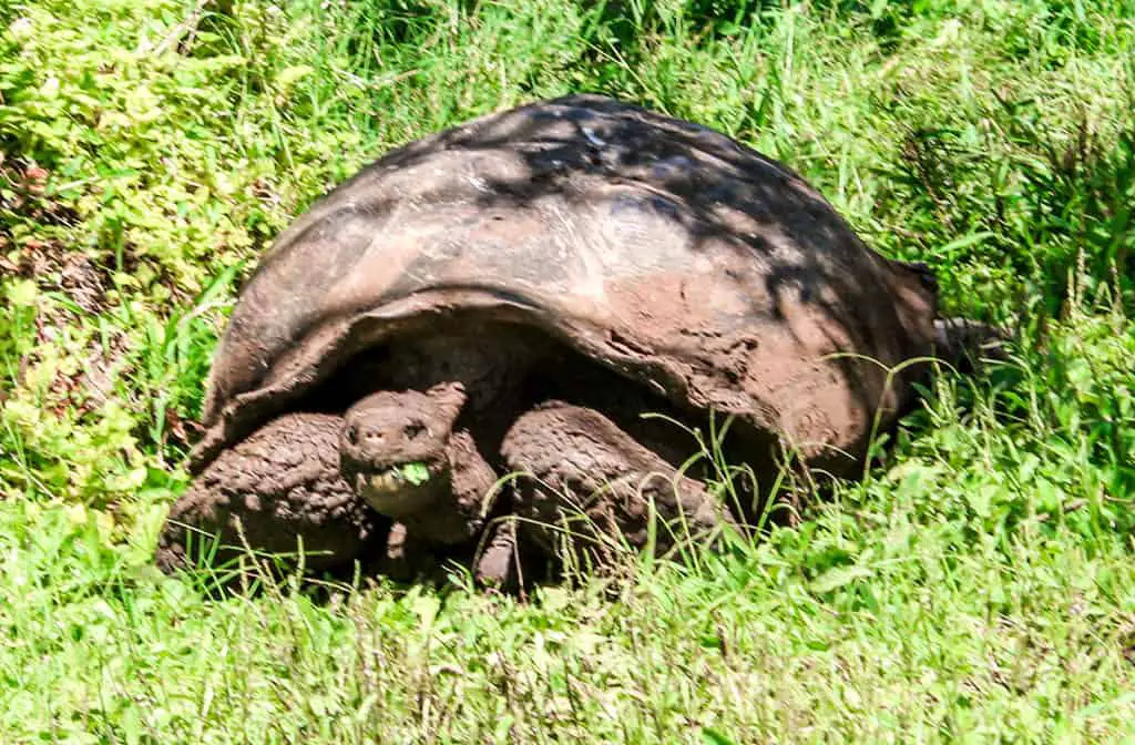 Not free - but visiting El Chato Giant Tortoise Reserve is a great thing to do on the Galapagos Islands