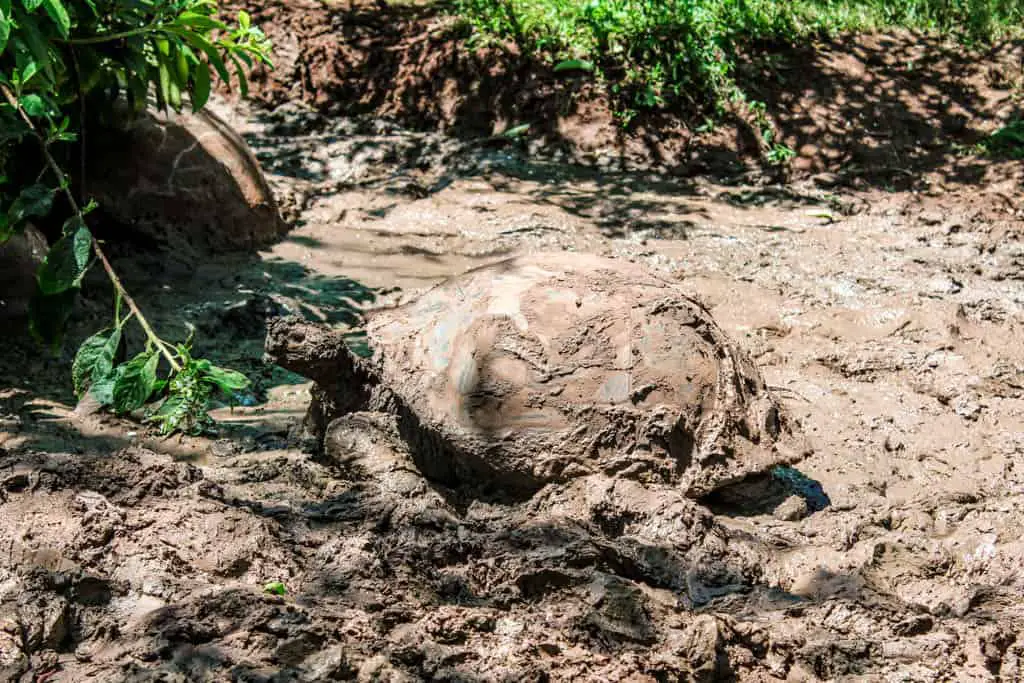 Giant Tortoise in mud on the El Chato Tortoise Reserve on the Galapagos Islands