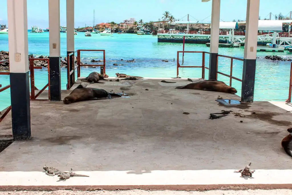 Sea lions and iguanas resting on the Galapagos Islands