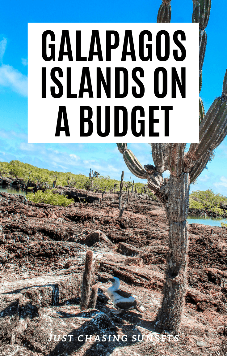 DIY Galapagos on a budget