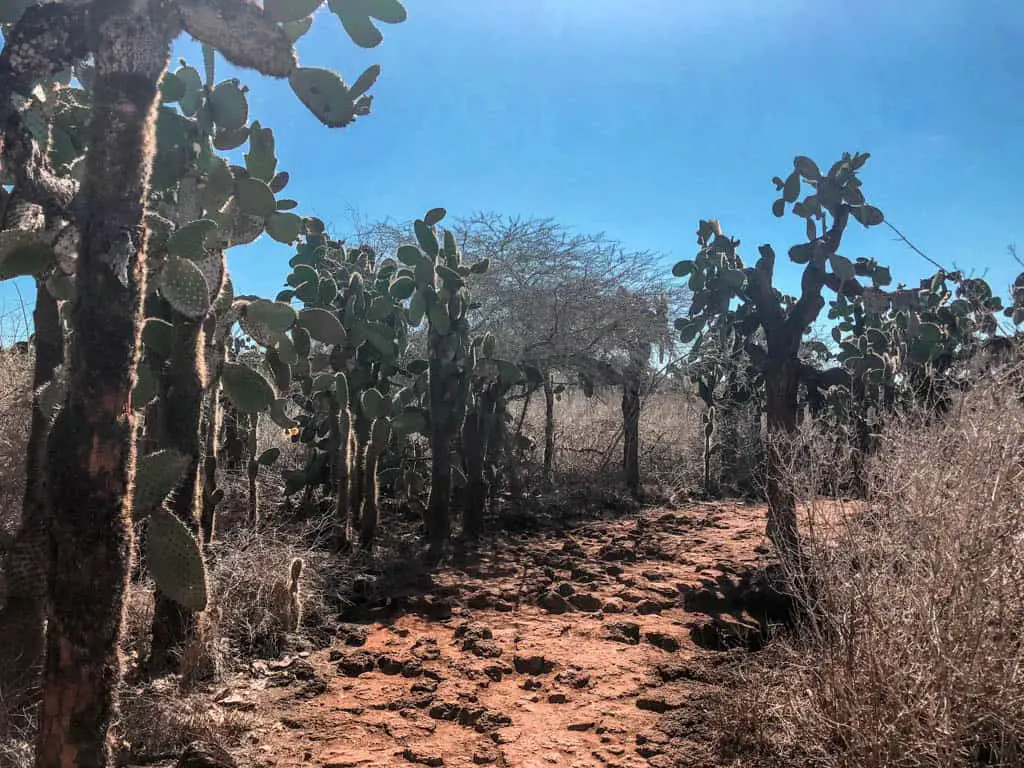 Landscape on the Walk to Las Griegas on Santa Cruz Island - Galapagos