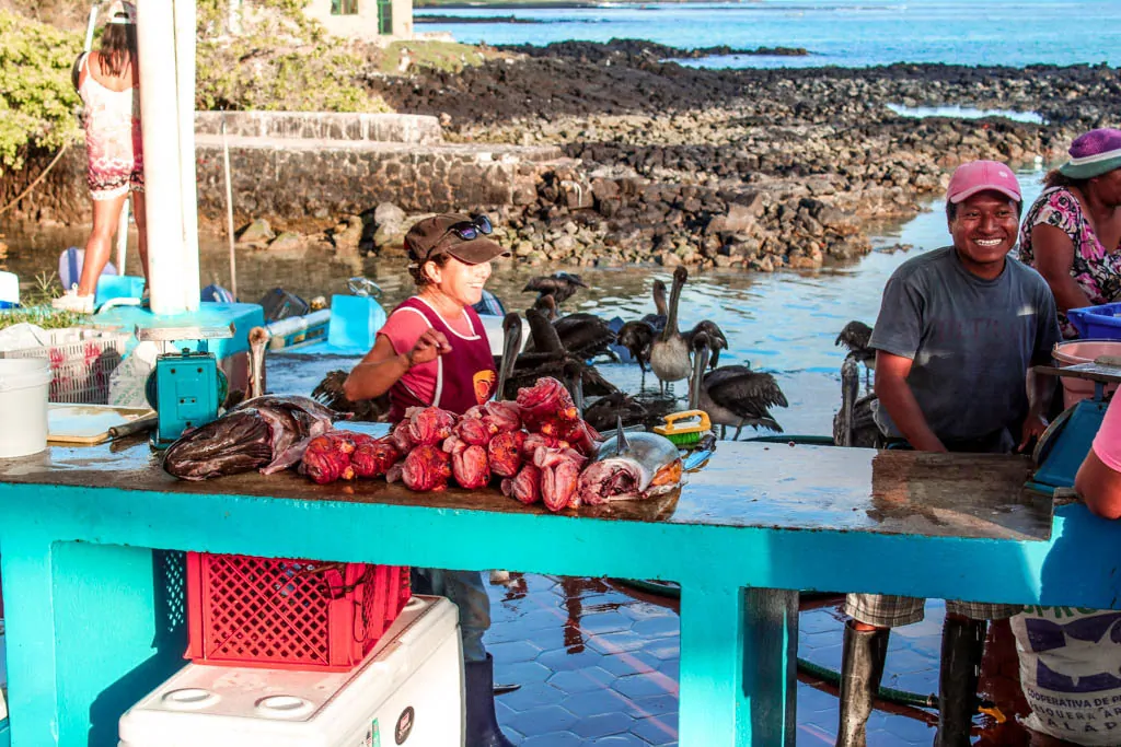 There are plenty of budget activities on the Galapagos like witnessing the Fish Market