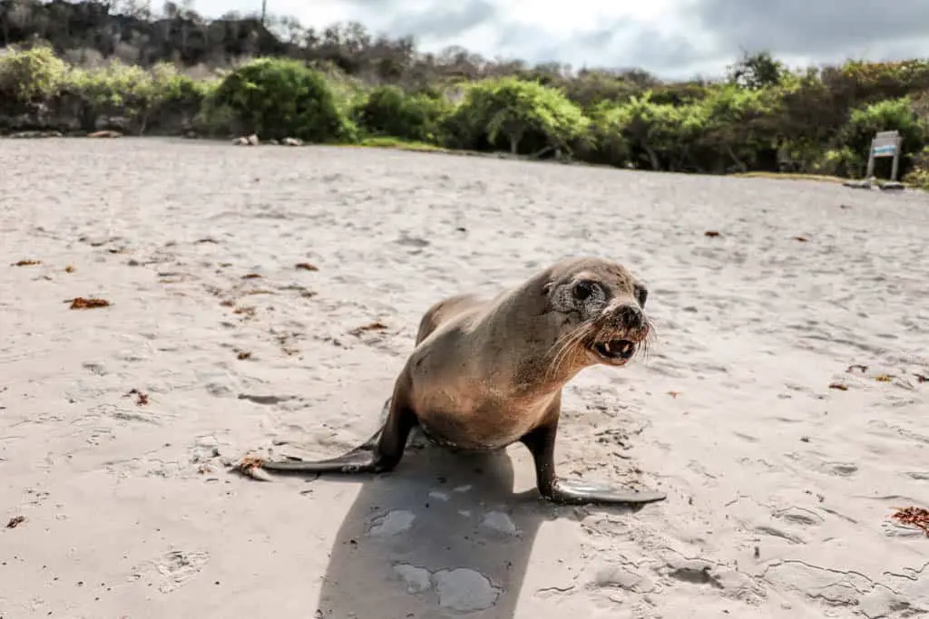 Sea Lion Pup