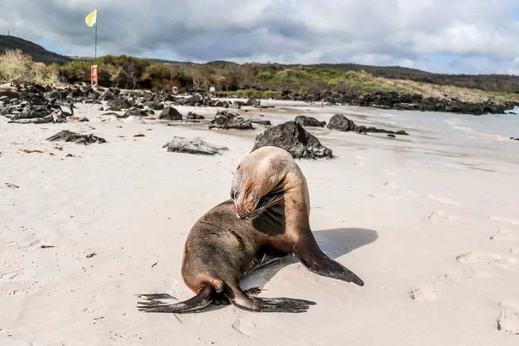 Sea Lion on Beach