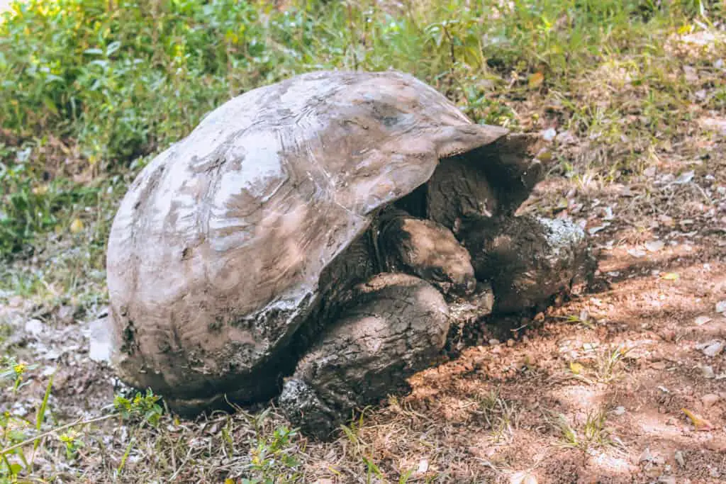 Tortuga with his head pulled in at El Chato Tortoise Reserve on the Galapagos Islands