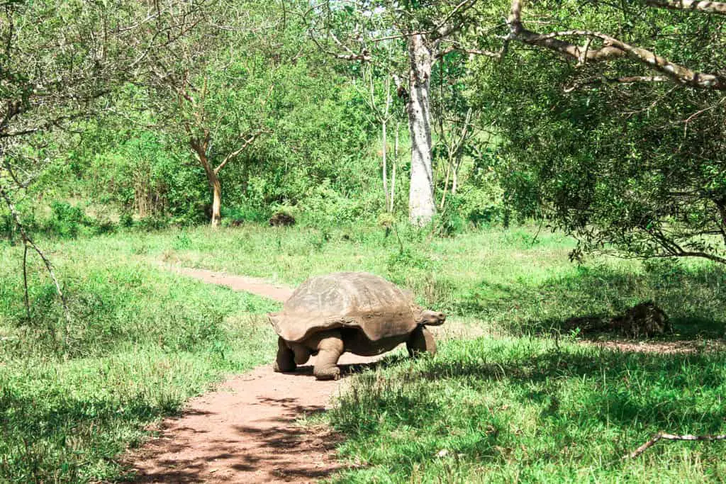 Walking Tortuga at El Chato Tortoise Reserve on the Galapagos Islands