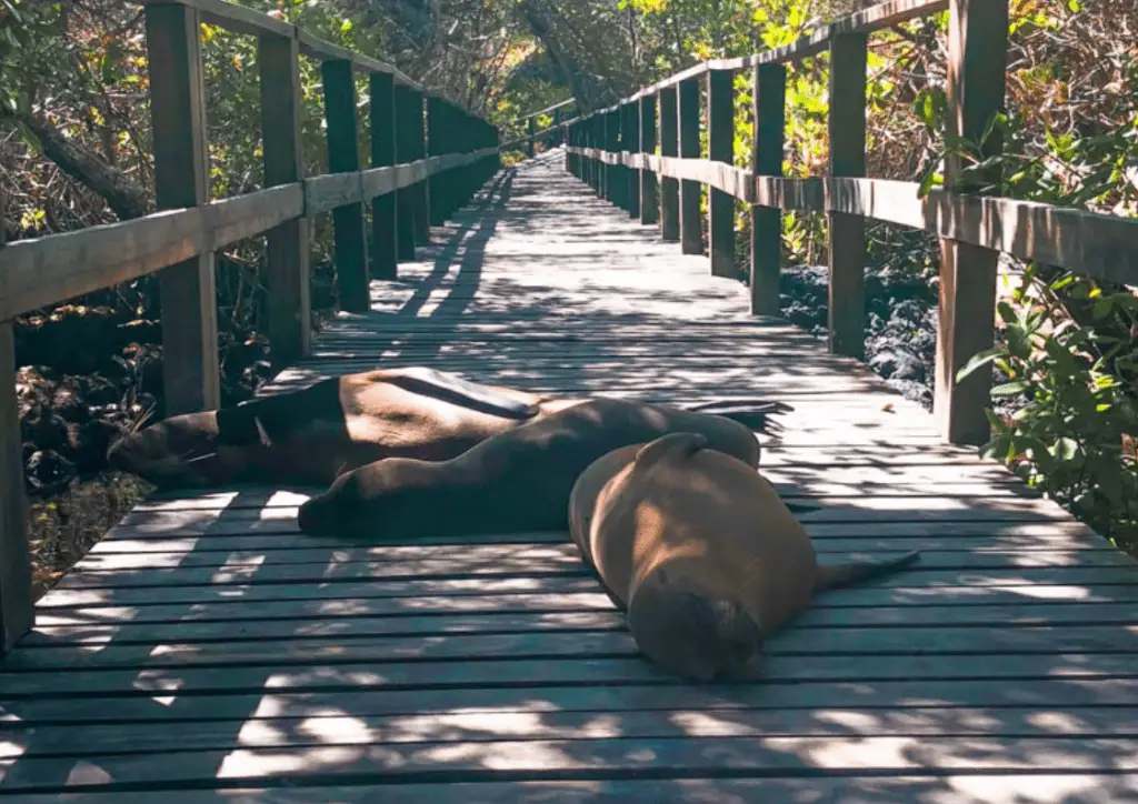 Sea Lions napping on the boardwalk to Concha de Perla on Isla Isabela - Galapagos Islands