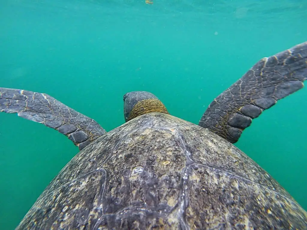 Tutle on Los Tuneles Galapagos