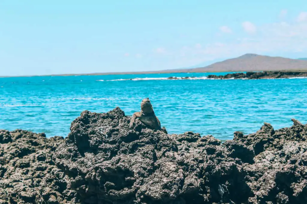 Marine Iguanas